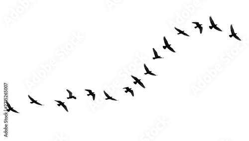 Flock of black birds flying in formation, isolated on transparent background