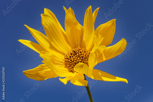 Fleur d'hélianthus ou rudbeckia