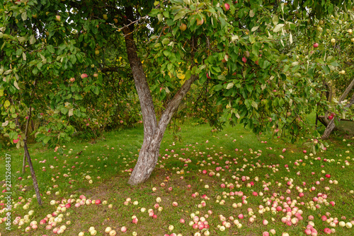 Apples lie on grass under tree in an orchard. Harvest time, seasonal fruit production, autumn abundance, food waste management
