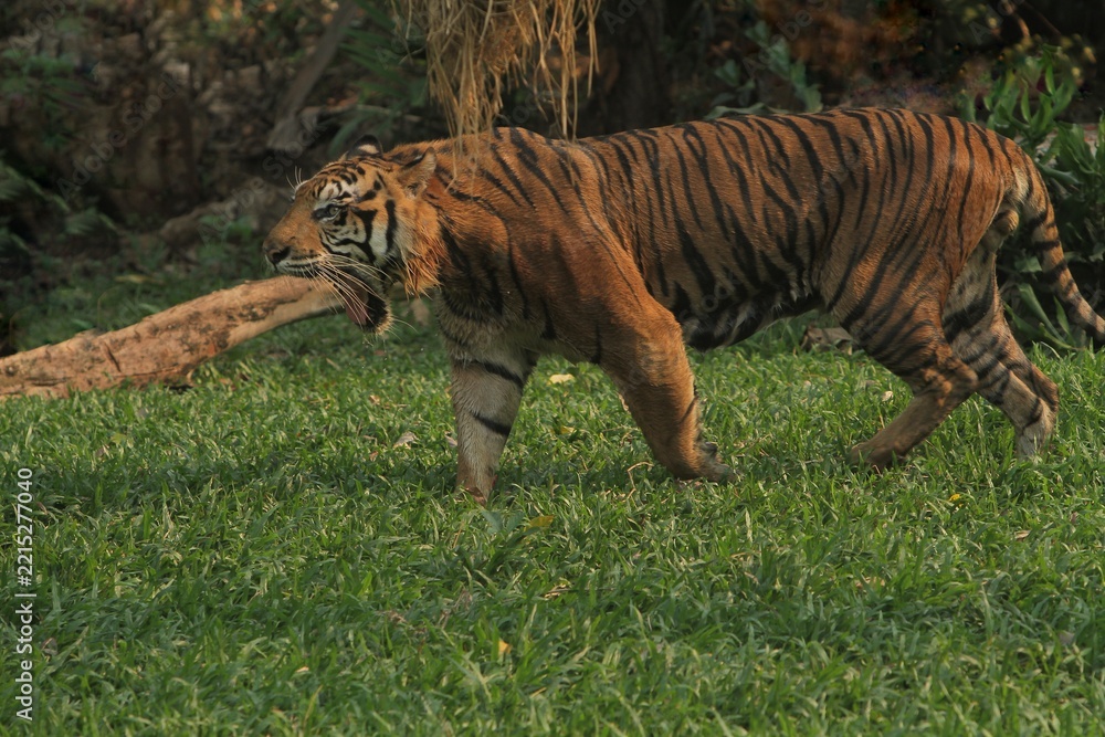 Fototapeta premium A side view of a sumatran tiger walking alone through the undergrowth during the day while yawning