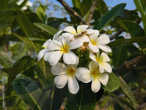 kamboja flower (Plumeria obtusa) in the morning