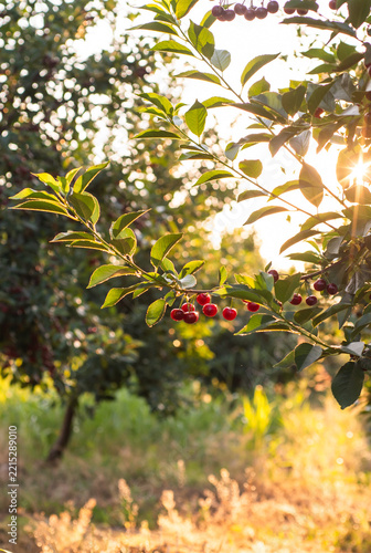 Cluster of dark ripe cherries hanging from tree branch