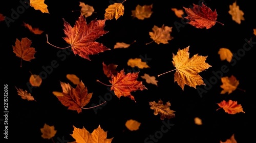 Autumn Leaves Cascade: A vibrant display of colorful maple leaves in various shades of red, orange, and yellow gently falling against a dark backdrop.
