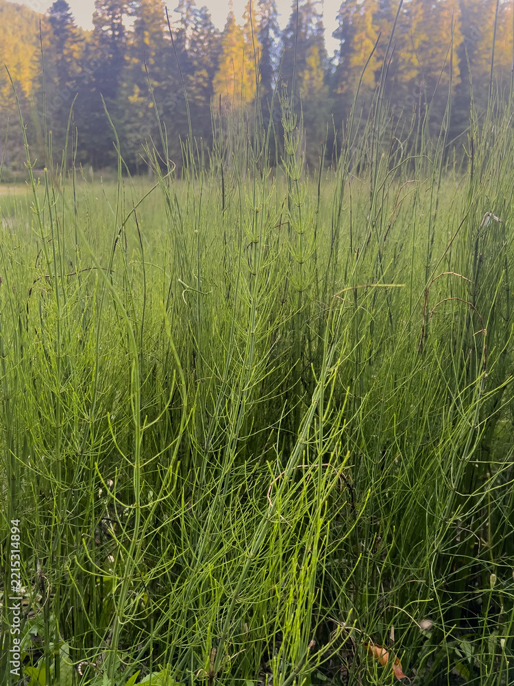 Naklejka premium Green horsetail plants growing in natural forest meadow