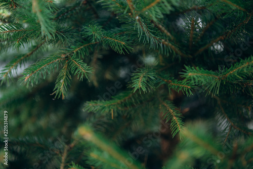 Green fir tree branches creating natural background texture