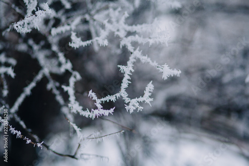 Delicate hoarfrost forming on cold winter branches