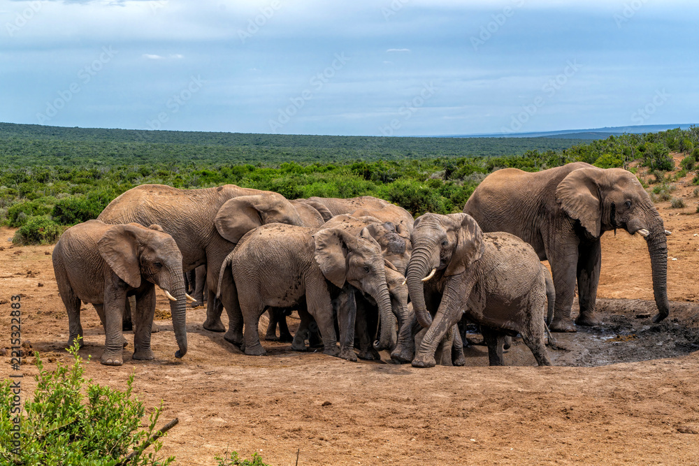 Fototapeta premium Elephants moving around for food and water in Addo Elephant National Park in South Africa