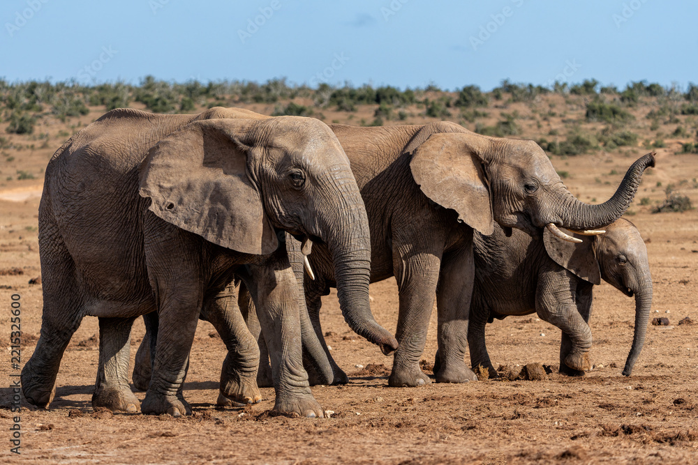 Fototapeta premium Elephants moving around for food and water in Addo Elephant National Park in South Africa