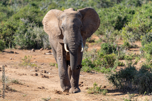 Elephants moving around  for food and water in Addo Elephant National Park in South Africa
