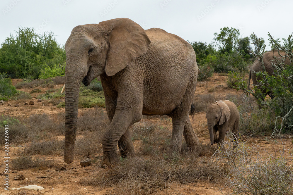 Fototapeta premium Elephants moving around for food and water in Addo Elephant National Park in South Africa