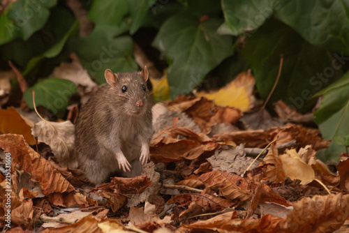 Brown Rat