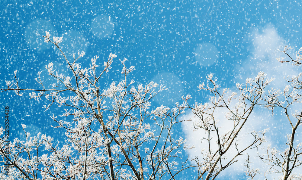 Fototapeta premium Winter background suitable for Christmas and New Year design, frosted branches reaching into a blue sky filled with falling snowflakes and soft white clouds drifting behind