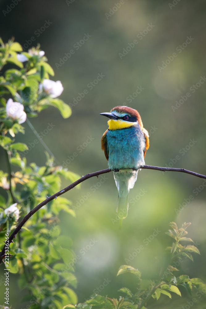 Fototapeta premium European Bee-eater Perched on Branch – Colorful Wild Bird in Natural Habitat (Merops apiaster)