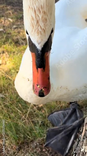 White Swan Walking on Shore and Curiously Peeking Around Tree Trunk Close Up