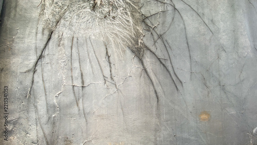 Plant roots creeping on the grey cement wall