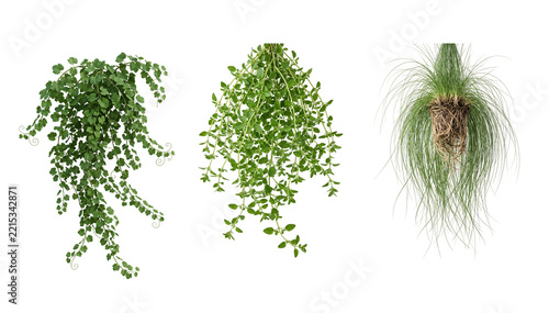 Trio of hanging creepers including ivy oregano and bare root grass plant showcasing realistic textures for versatile architectural viz projects.