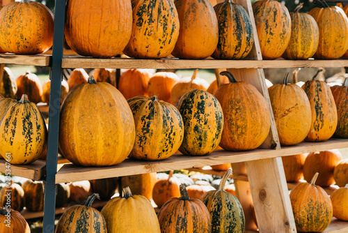 Fall Festival Pumpkin Display with Seasonal Squash