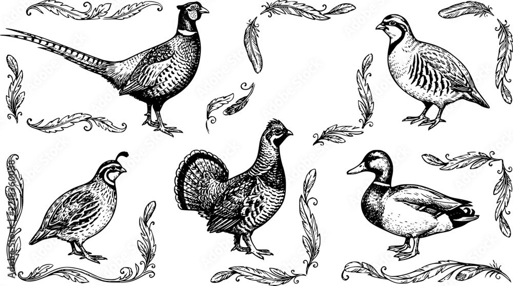 Obraz premium Set of detailed hand drawn game birds
