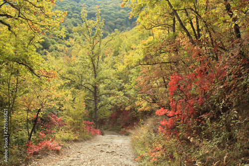 Scenic forest trail in autumn with red and yellow foliage, calm and peaceful atmosphere, natural beauty and harmony of fall season