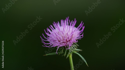 アザミの花　秋イメージ