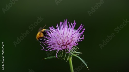 アザミの花　秋イメージ