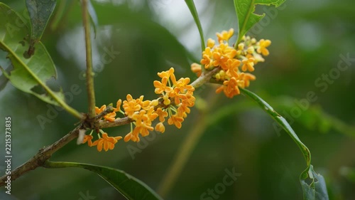 キンモクセイの花　秋イメージ
