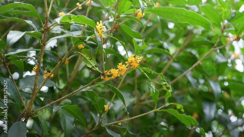 キンモクセイの花　秋イメージ