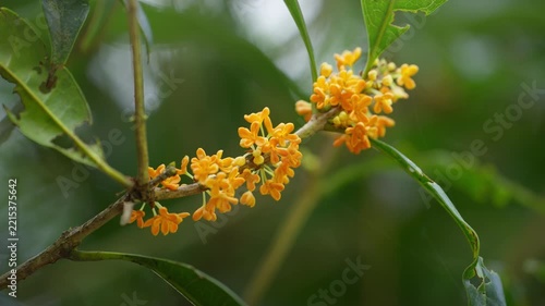 キンモクセイの花　秋イメージ