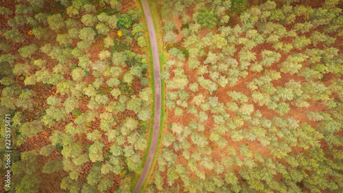 Aerial view of Bourne Wood with a winding road cutting through dense autumn forest in Bourne, England, United Kingdom.