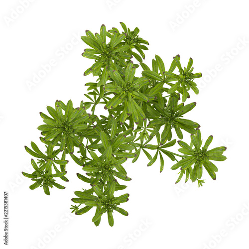 3d illustration of aparine plant isolated on transparent background from the top view