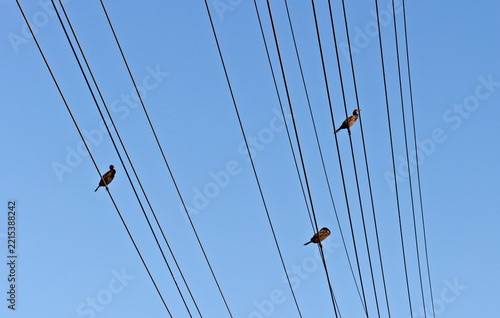 Three Cormorants Perched on Power Lines Against Blue Sky in Yorba Linda