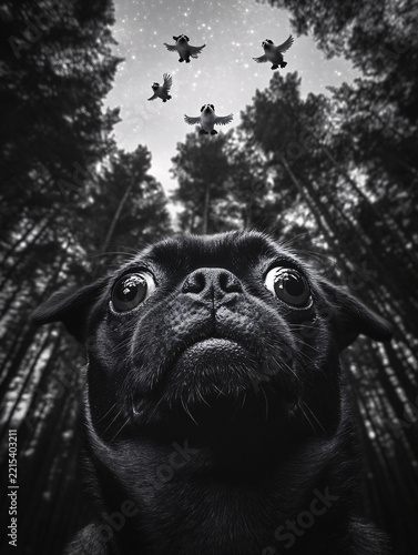 Contemplative Pug in a Forest at Night