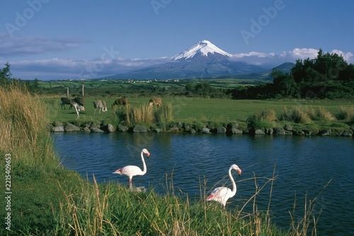 Flamingos and ostriches in a landscape with a snow-capped mountain