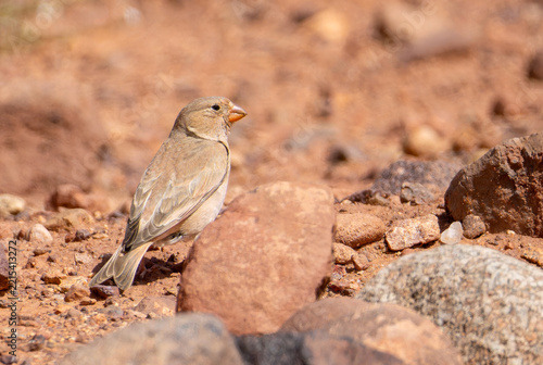 African Crimson-winged Finch sitting on stone