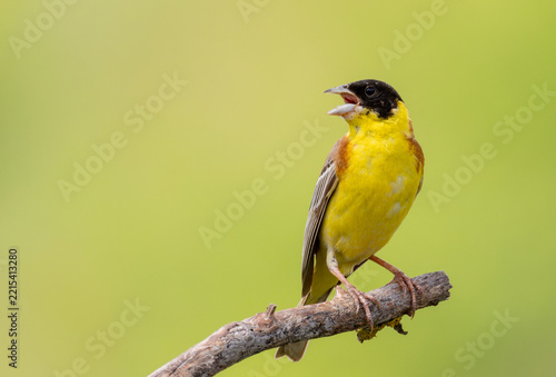 Black headed Bunting (Emberiza melanochephala) in a natural habitat