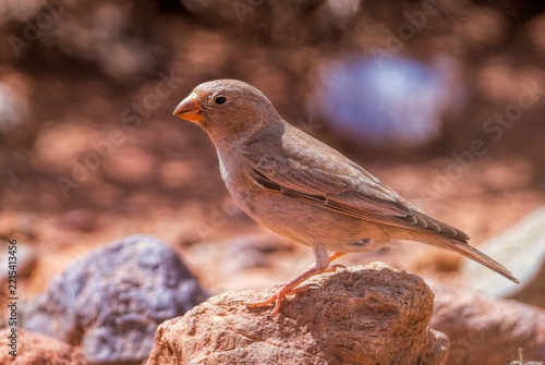 African Crimson-winged Finch sitting on stone