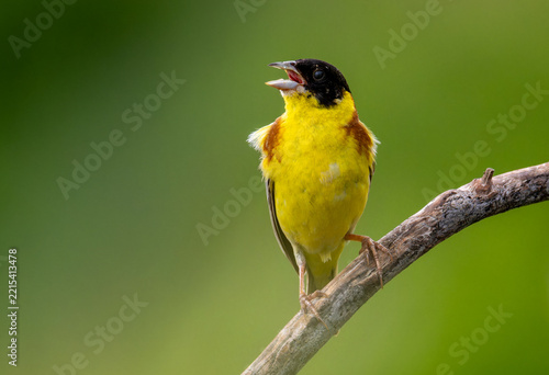 Black headed Bunting (Emberiza melanochephala) in a natural habitat