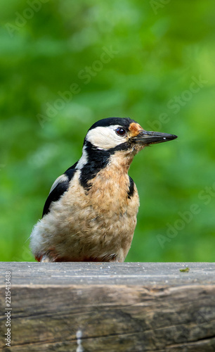 Great Spotted Woodpecker (Dendrocopos major) in forest