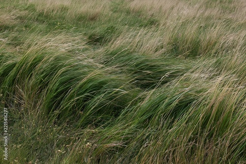 Tall Grass Swaying in the Wind