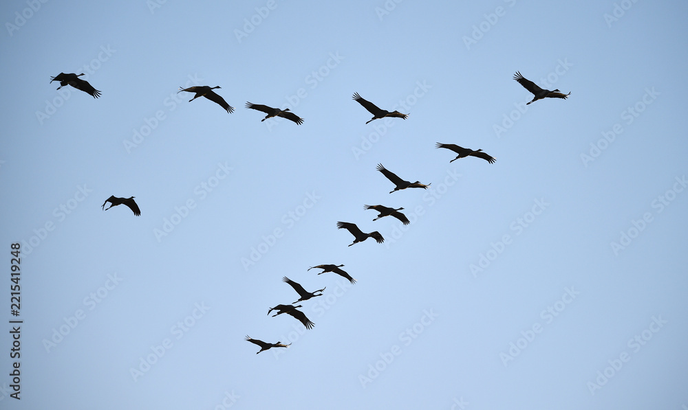 Fototapeta premium Vogelflug der Kraniche