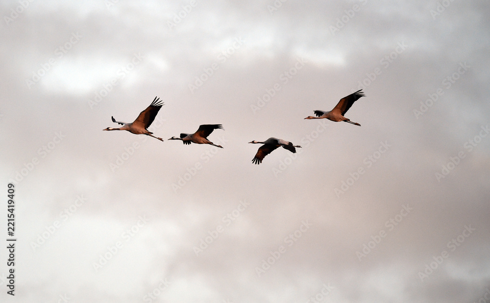 Fototapeta premium Vogelflug der Kraniche