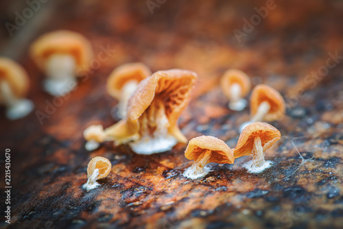 Group of small golden mushrooms growing on dark surface