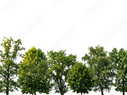 Treeline Forest Canopy with Copy Space, Green Trees Silhouette Isolated on Transparent Background