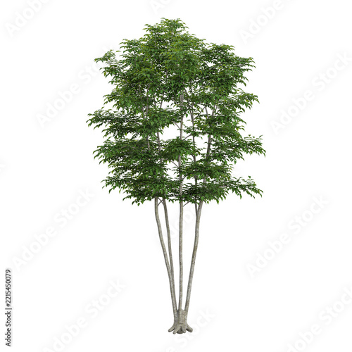 3d illustration of fraxinus tree isolated on transparent background