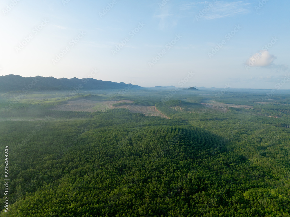 Fototapeta premium Aerial view of green rubber plantation stretching across rural Thailand toward misty forested hills in morning. Agriculture, sustainability, carbon storage and land management. Natural carbon sink.