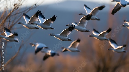 A flock of white birds with black wingtips flies in formation against a soft  blurred background of trees and sky