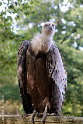 Gänsegeier auf der Suche nach Beute