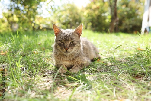 Cat resting on grass in sunny outdoor setting