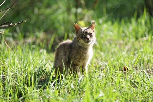 Wild cat in tall grass on a sunny day