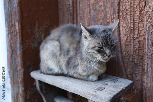 Cat resting on wooden shelf near a wall